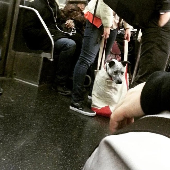 New York Subway Bans Dogs Unless They Fit In a Bag Depend On Dogs