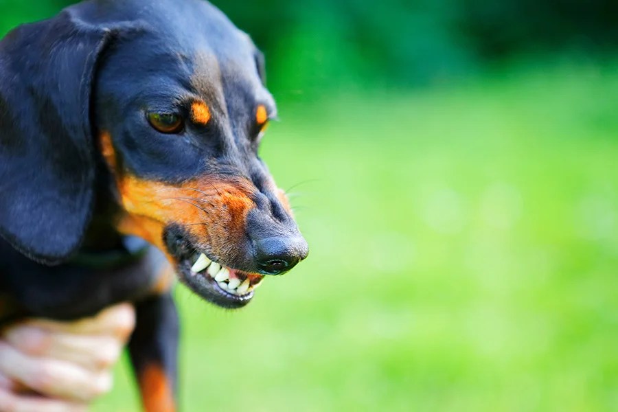 Are Dachshunds An Aggressive Breed of Dog? Depend On Dogs