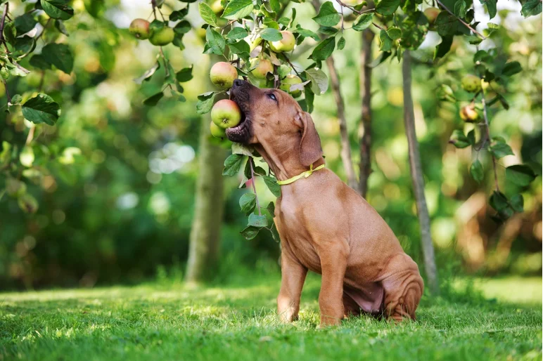 Can Dogs Eat Apples? Is an Apple a Day a Good Choice? Depend On Dogs