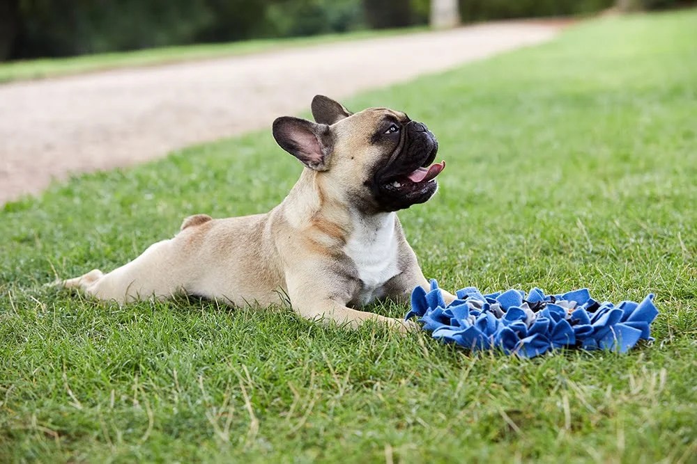 Everything You Need to Know About Dog Learning Toys Depend On Dogs