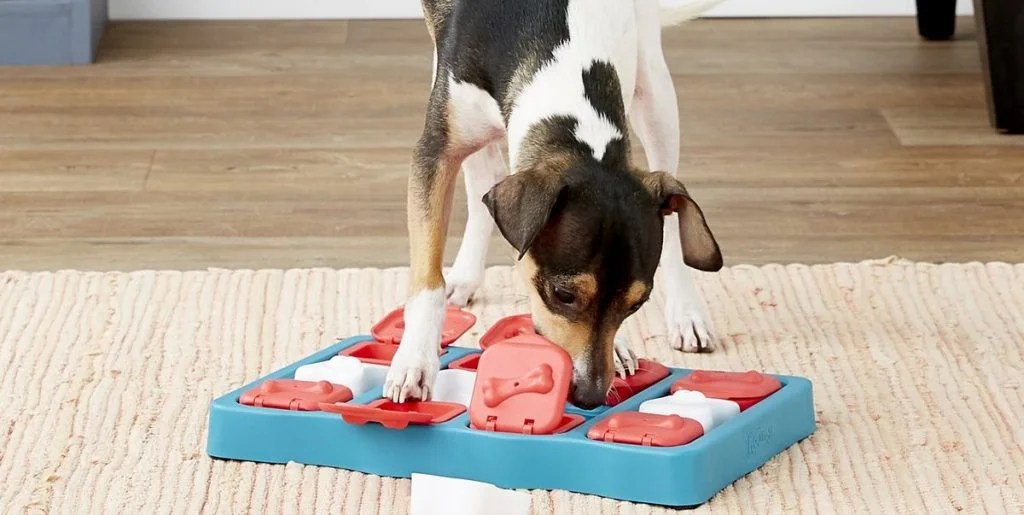 Everything You Need to Know About Dog Learning Toys Depend On Dogs