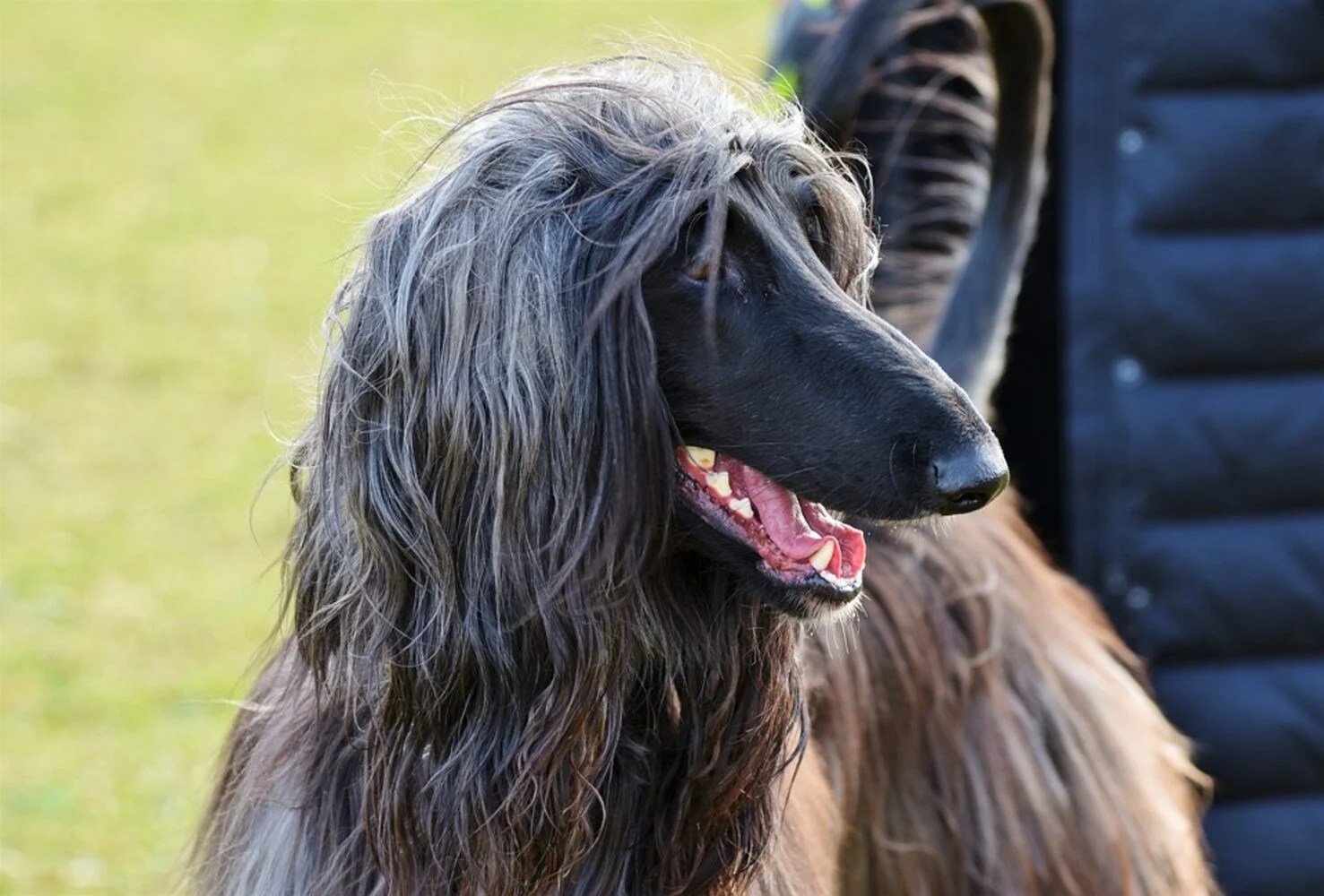 The Afghan Hound A Loyal and Majestic Breed Depend On Dogs