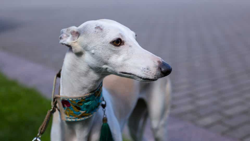 The Best Greyhound Collars for Every Style and Budget Depend On Dogs