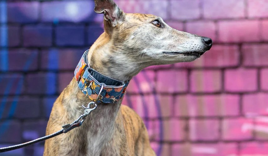 How To Choose The Best Martingale Collar for Your Dog Depend On Dogs