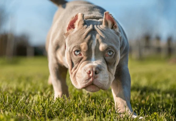 The Pocket Bully Owners Guide Depend On Dogs