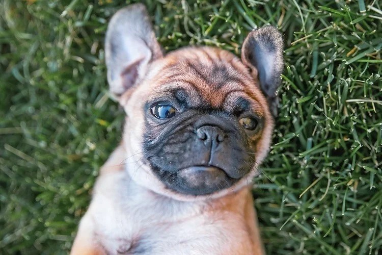 Pug Chihuahua Mix Cute And Quirky! Depend On Dogs