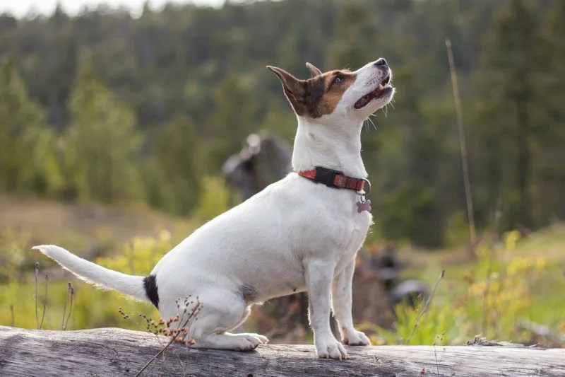 Exploring The Versatility Of The Mountain Feist Dog Breed Depend On Dogs