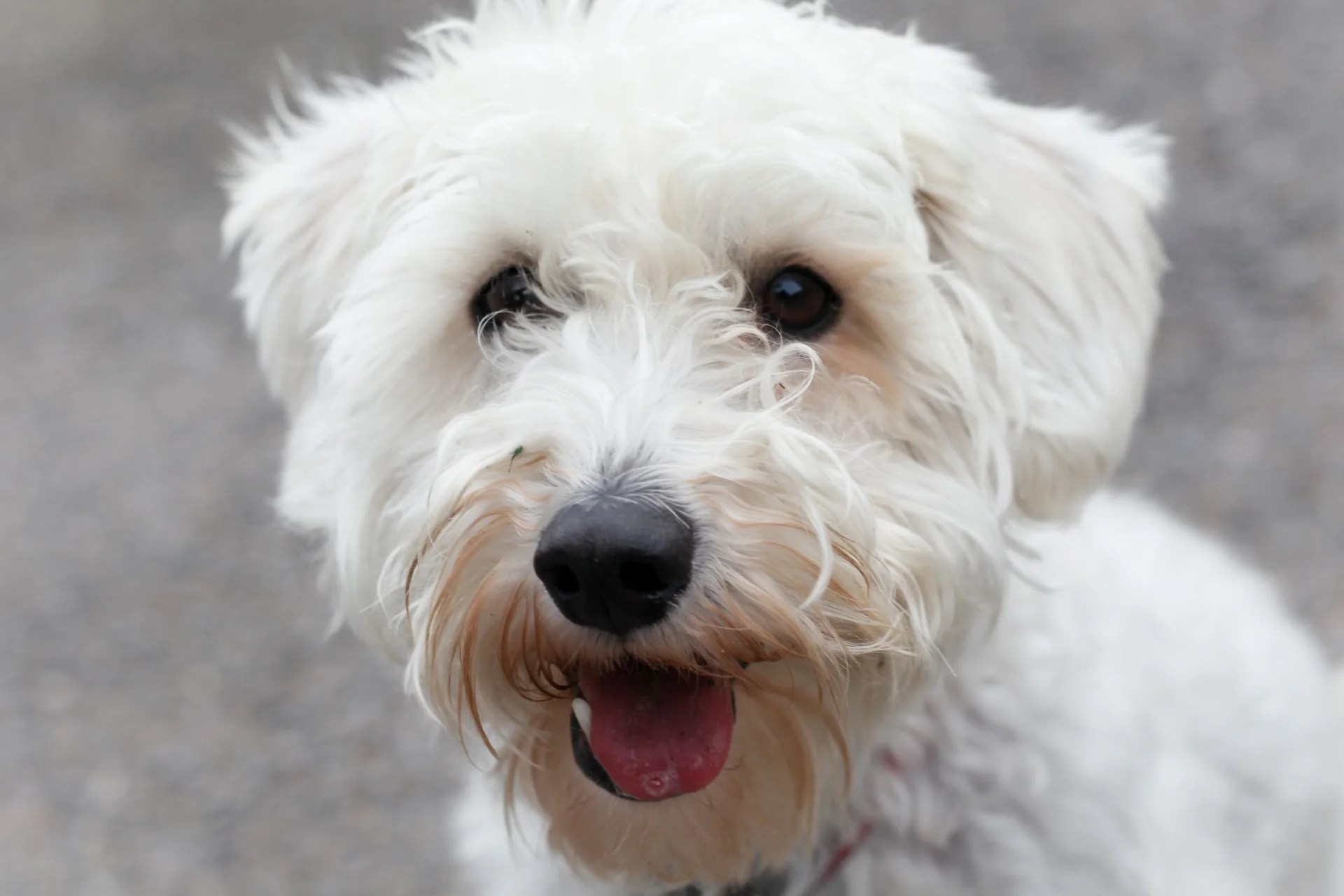 Meet the Snickerdoodle Dog The Cutest Dog Breed! Depend On Dogs