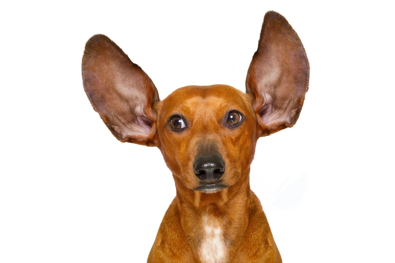 Why Do Dogs Lick Other Dogs Ears? Depend On Dogs