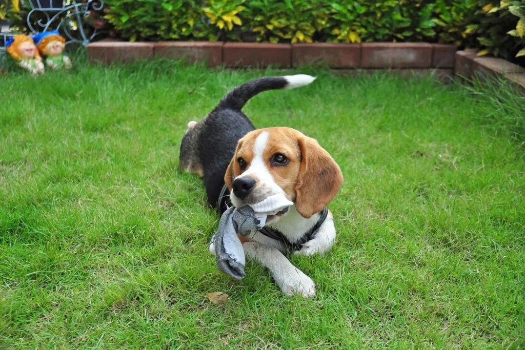 Why Do Dogs Like Socks? We Find Out! Depend On Dogs