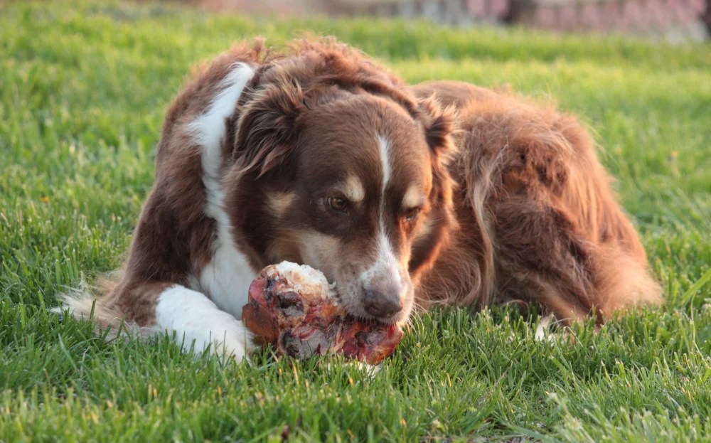 The Benefits of Beef Knuckle Bones for Your Dog Depend On Dogs