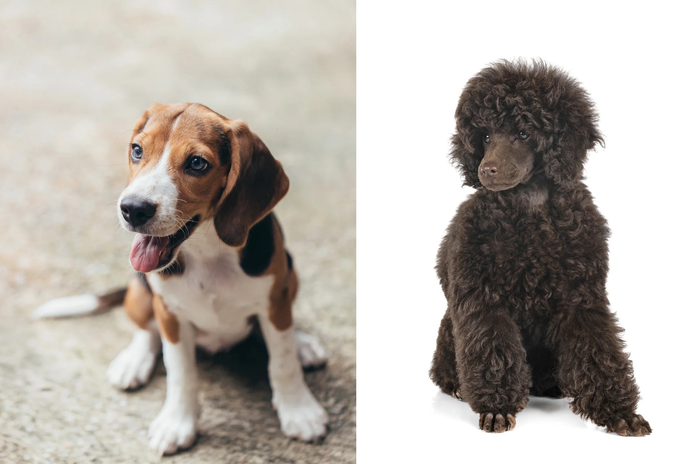 Beagle Poodle Mix Cuteness Meets Intelligence Depend On Dogs