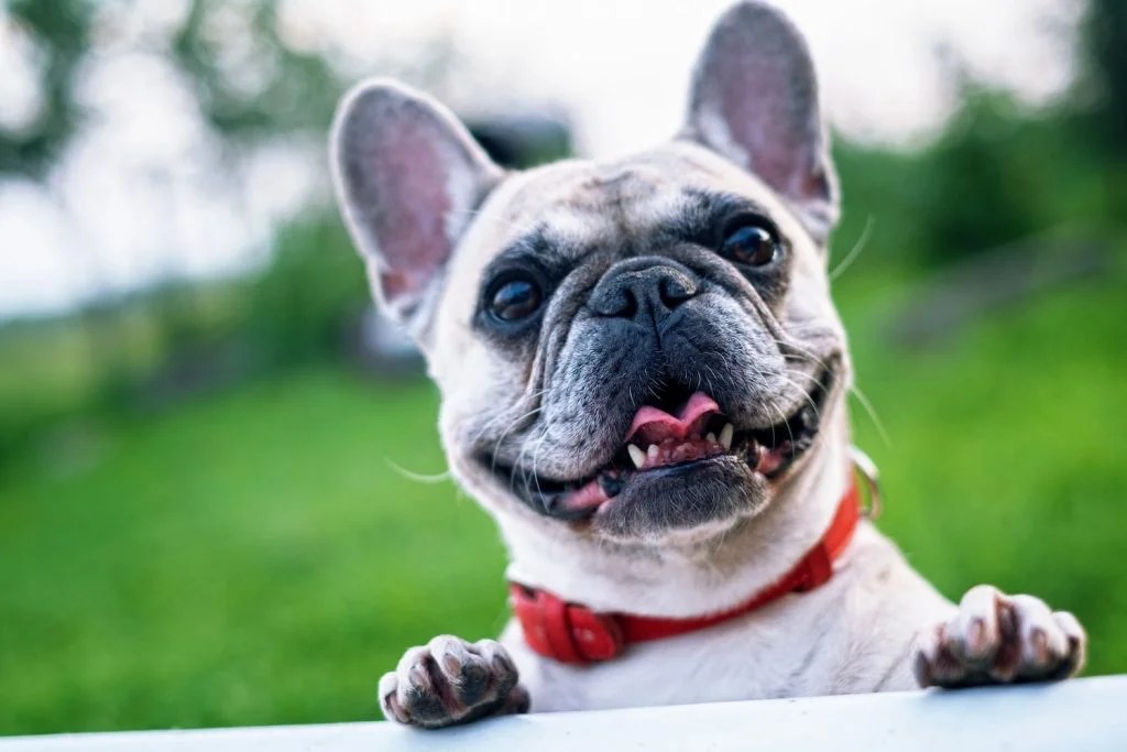 How Long Do French Bulldogs Live? Depend On Dogs