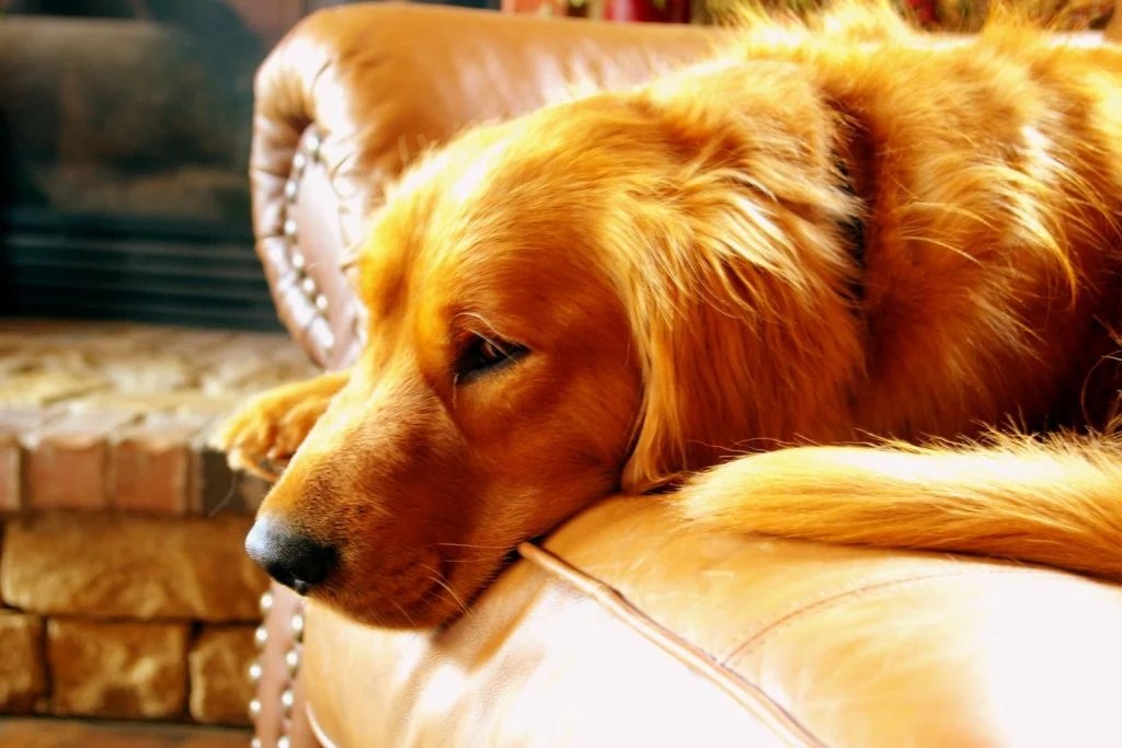 Can Golden Retrievers Be Guard Dogs? Depend On Dogs