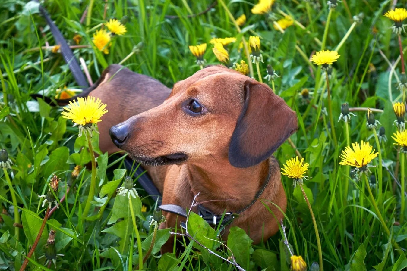 How Big Does A Miniature Dachshund Get? Depend On Dogs