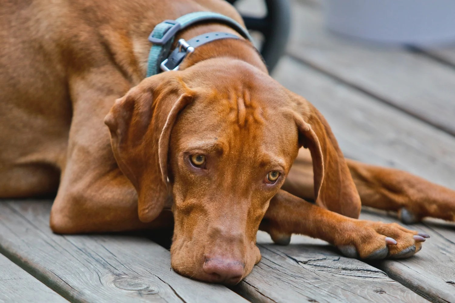 Do Vizslas Shed or Stay ShedFree? Depend On Dogs