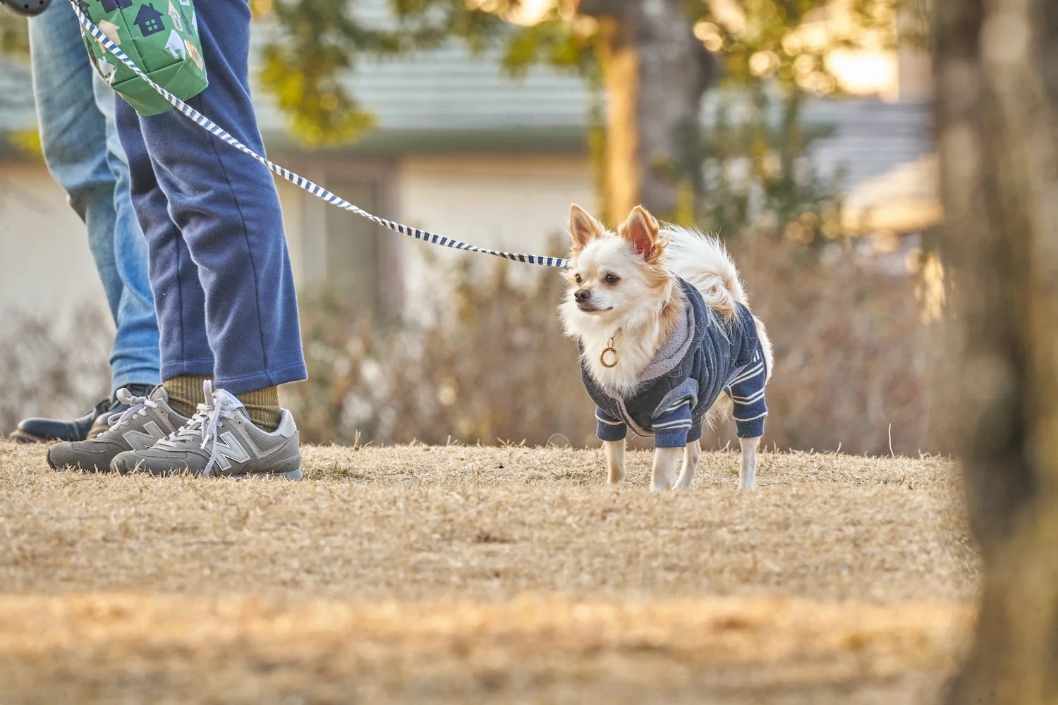 Do Chihuahuas Need To Be Walked? Depend On Dogs