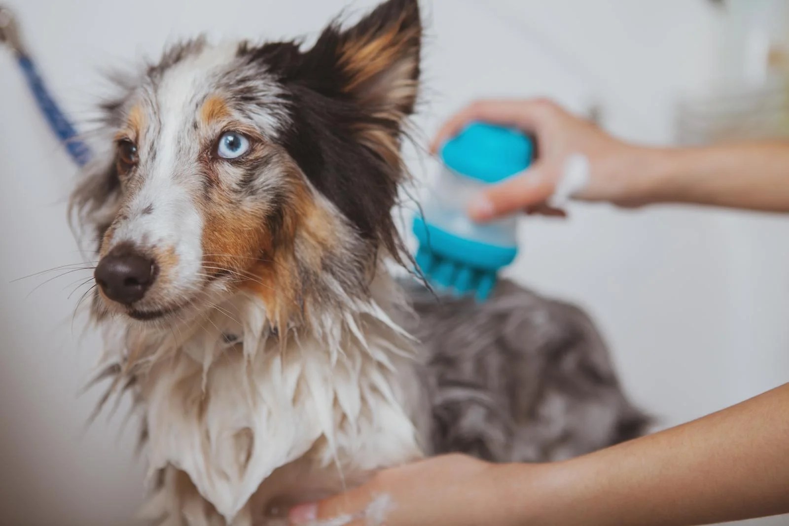 Best Dog Shedding Shampoo Products The Ultimate Guide Depend On Dogs