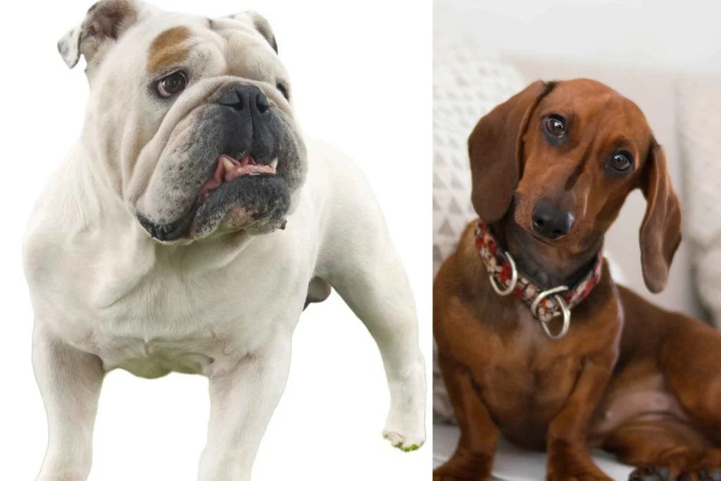 Meet the BullDach Exploring the Bulldog and Dachshund Mix Depend On Dogs