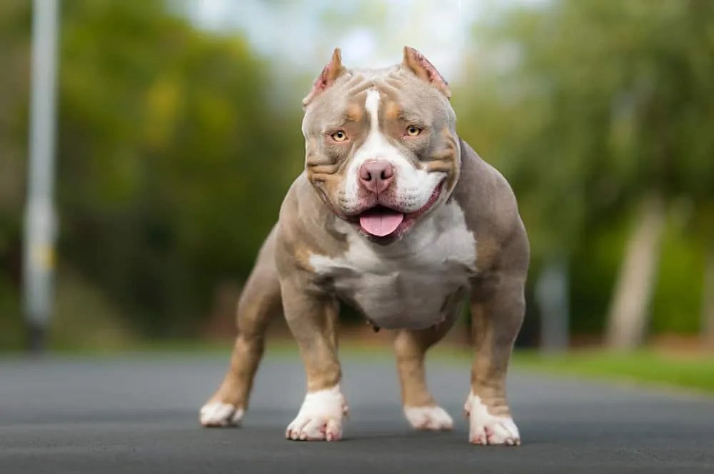 Coat Colors of American Pocket Bulldogs Depend On Dogs