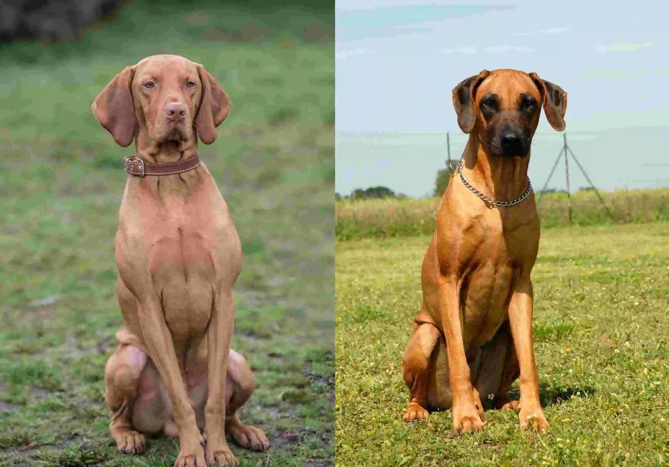 Vizsla Vs Rhodesian Ridgeback The Facts Depend On Dogs