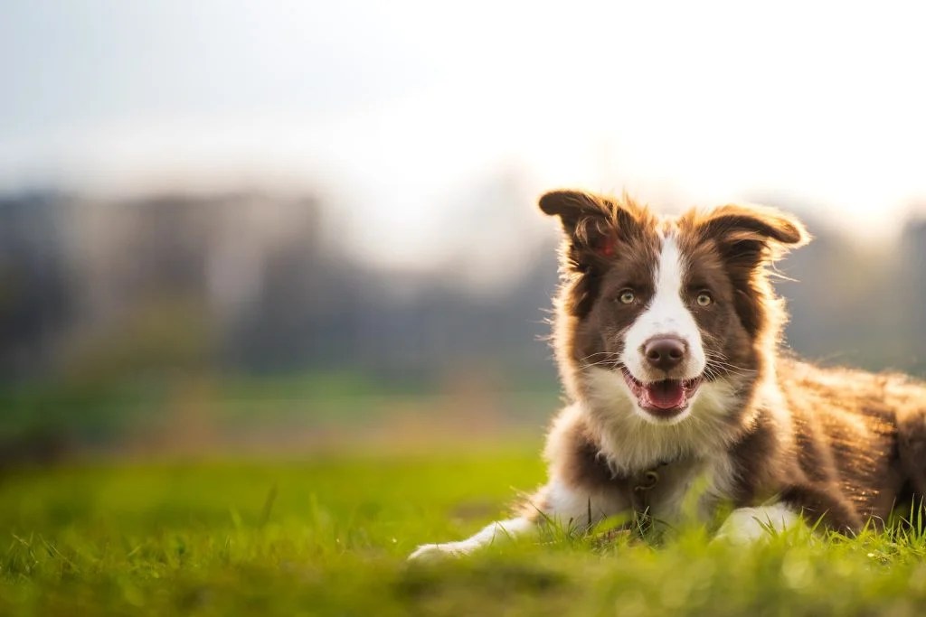 Are Border Collies Good With Other Dogs? Depend On Dogs
