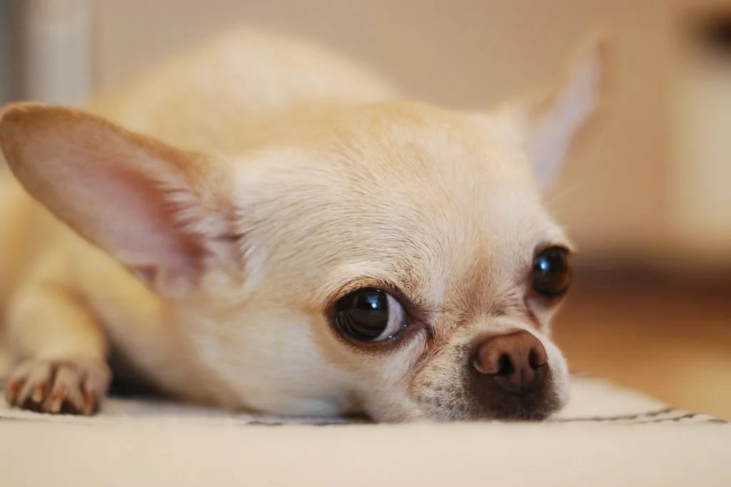 Can Chihuahuas Eat Raw Meat? Depend On Dogs
