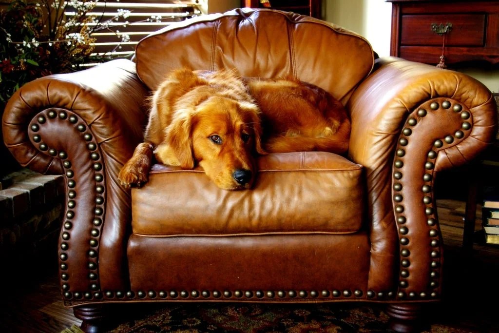 Golden Retriever Dog Bed Ultimate Guide Depend On Dogs