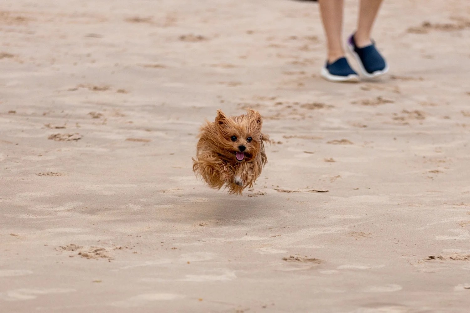 How Fast Can A Yorkie Run? Depend On Dogs