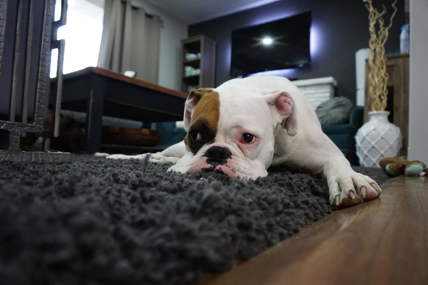 Are Carpet Beetles Harmful To Dogs Depend On Dogs