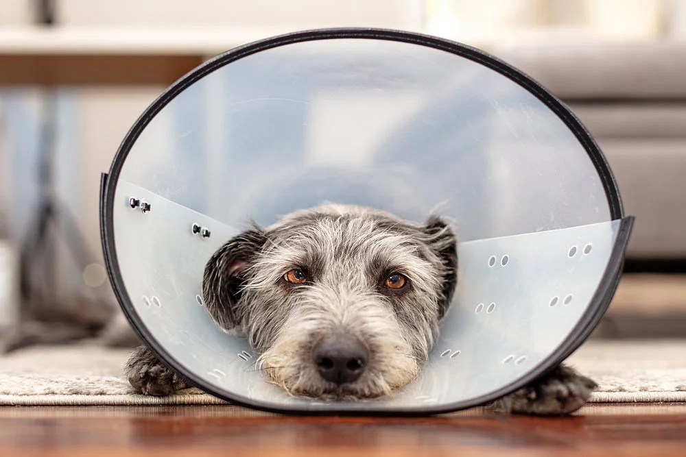 How Long Should A Dog Wear A Cone After Stitches Depend On Dogs