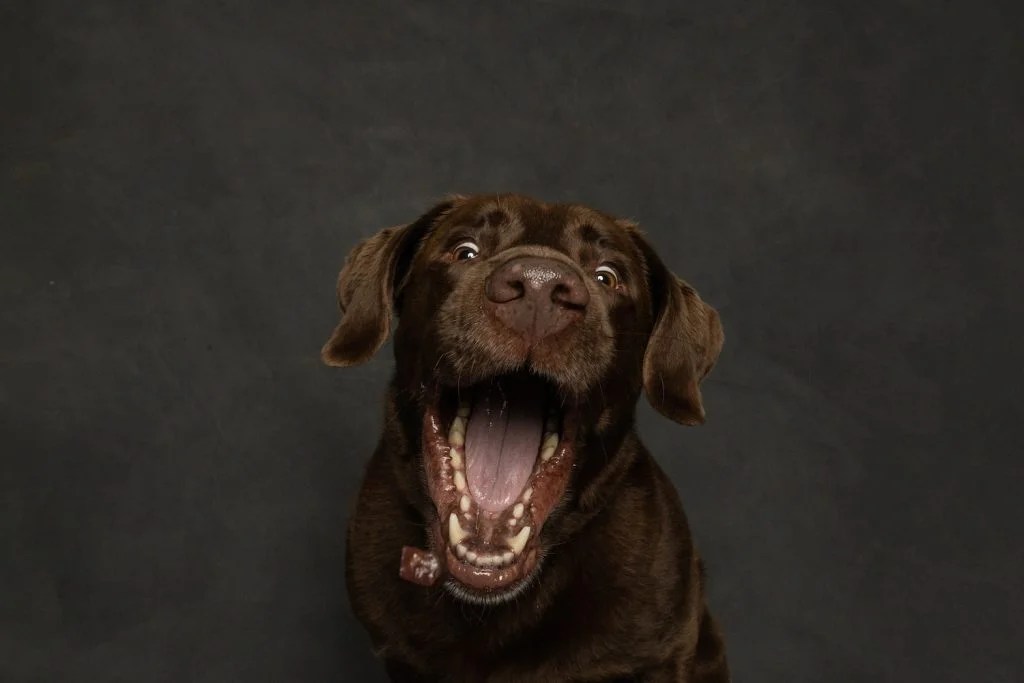 The Tasty Truth Do Dog Treats Expire? Depend On Dogs