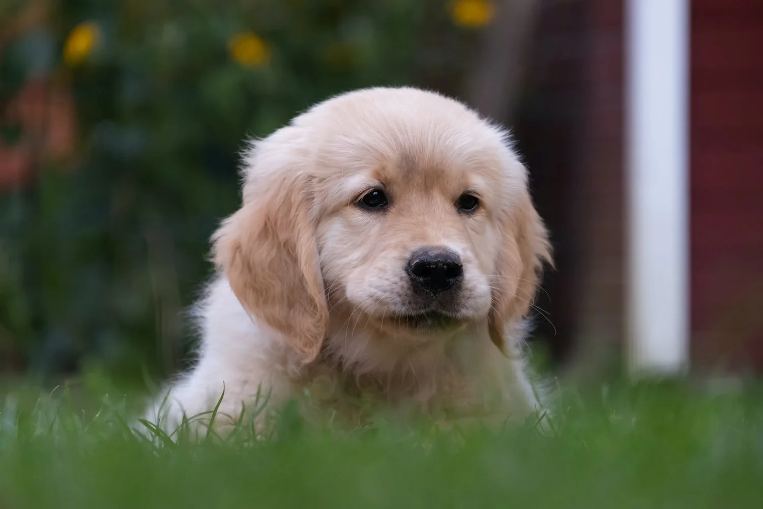 What Size Harness For Golden Retriever Puppy Depend On Dogs