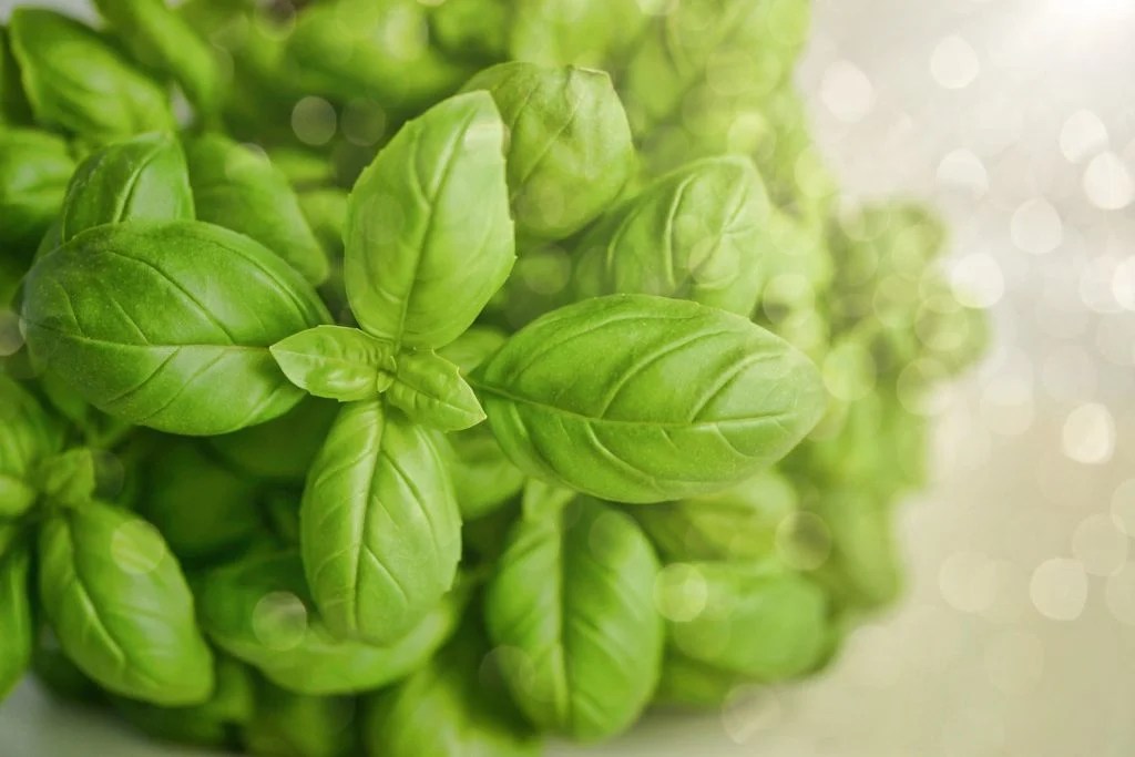 Is Basil Safe For Dogs? Friend or foe? Depend On Dogs
