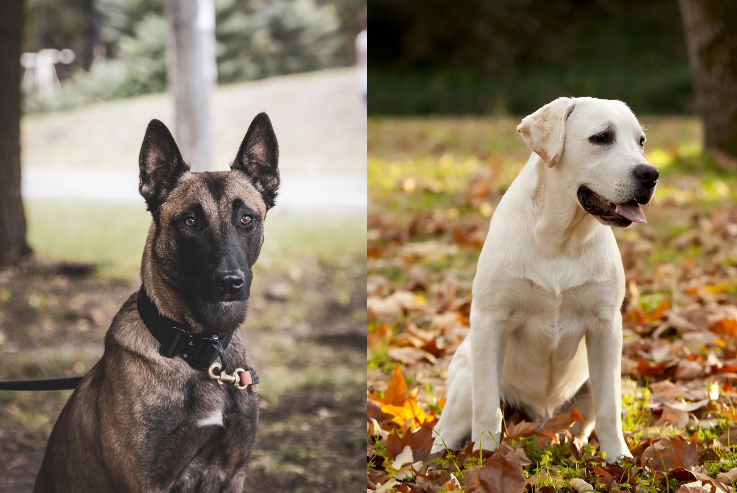 Belgian Malinois Labrador Mix A Powerful Partnership Depend On Dogs