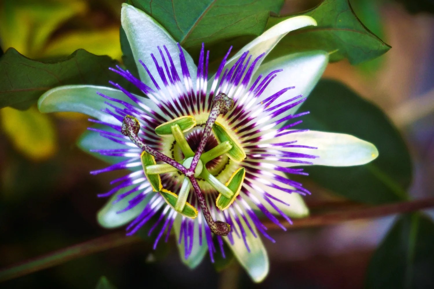 Passionflower For Dogs The Benefits Depend On Dogs