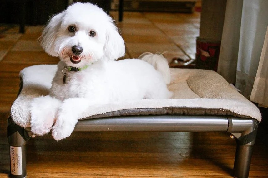 The MustRead Guide The 7 Best Elevated Dog Beds