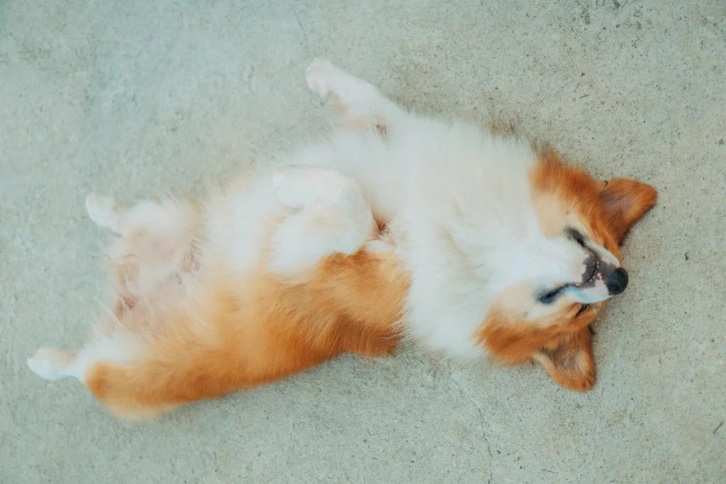 How To Teach Your Dog To Roll Over Depend On Dogs