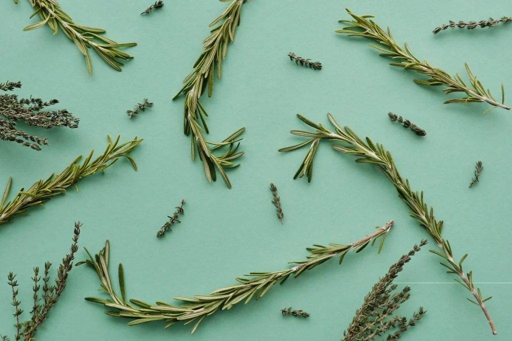 Is Rosemary Toxic To Dogs Depend On Dogs
