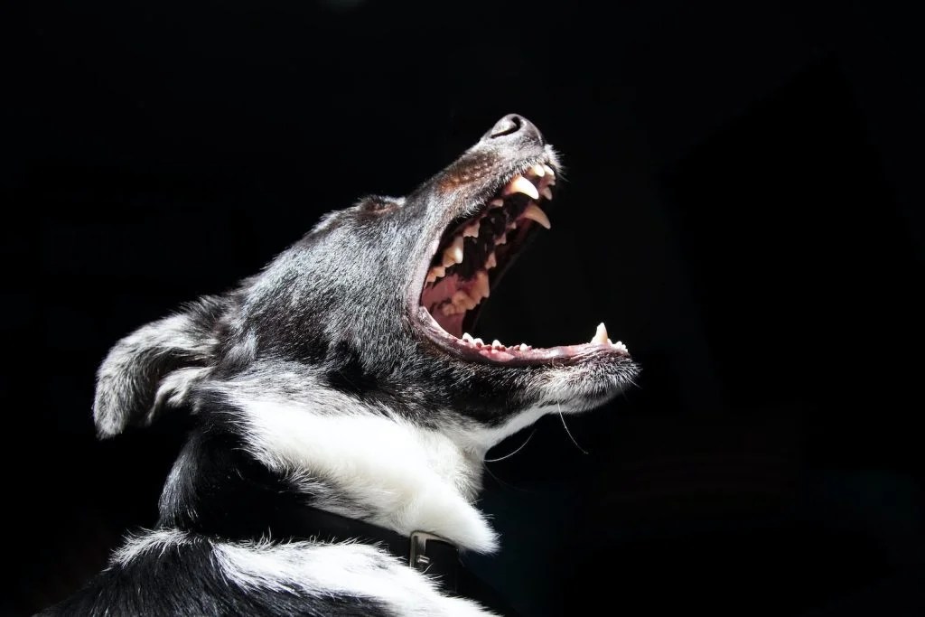 Dog Chattering Teeth What You Need To Know Depend On Dogs