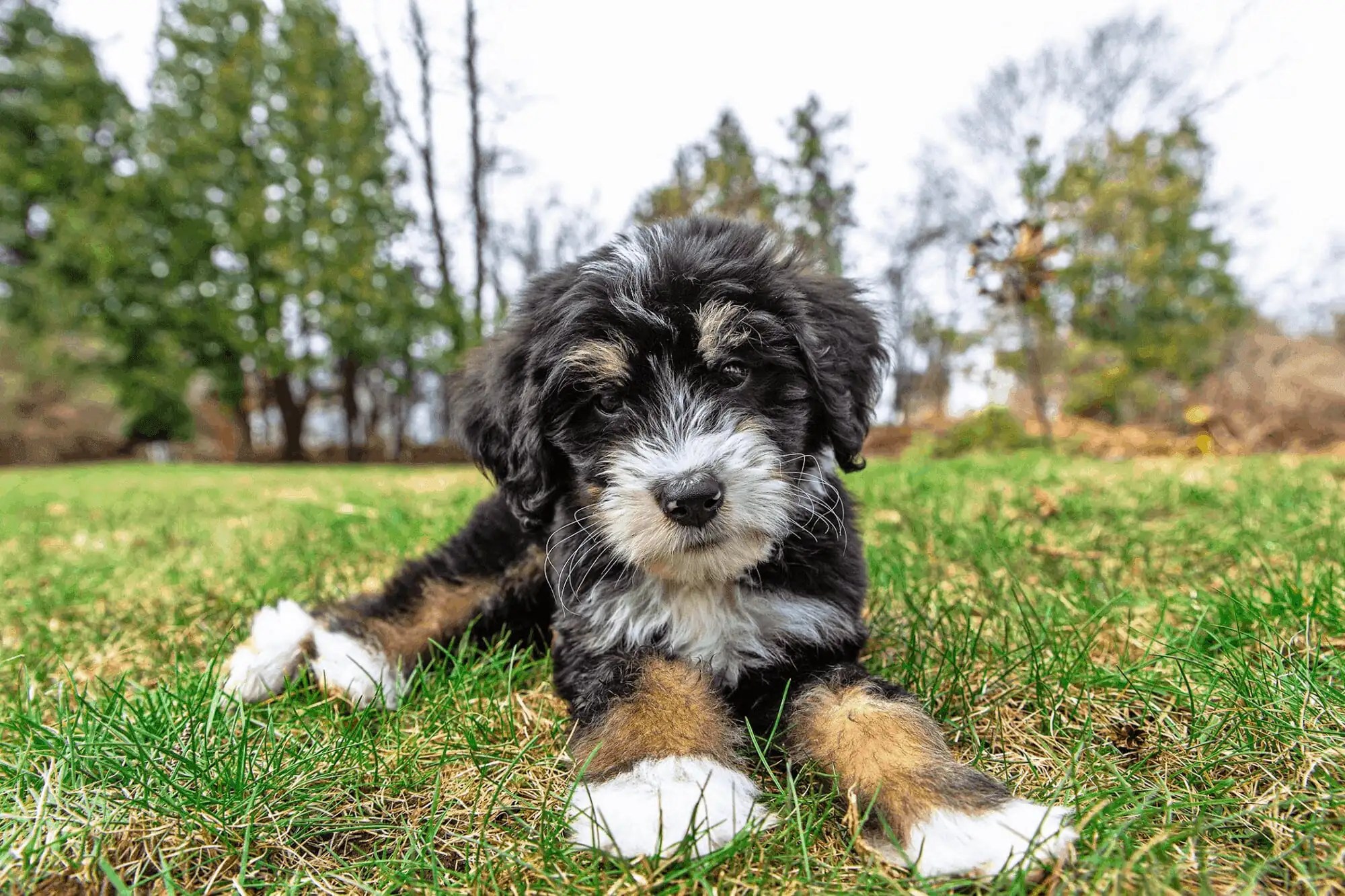 The Best Food For Bernedoodle Puppy Depend On Dogs