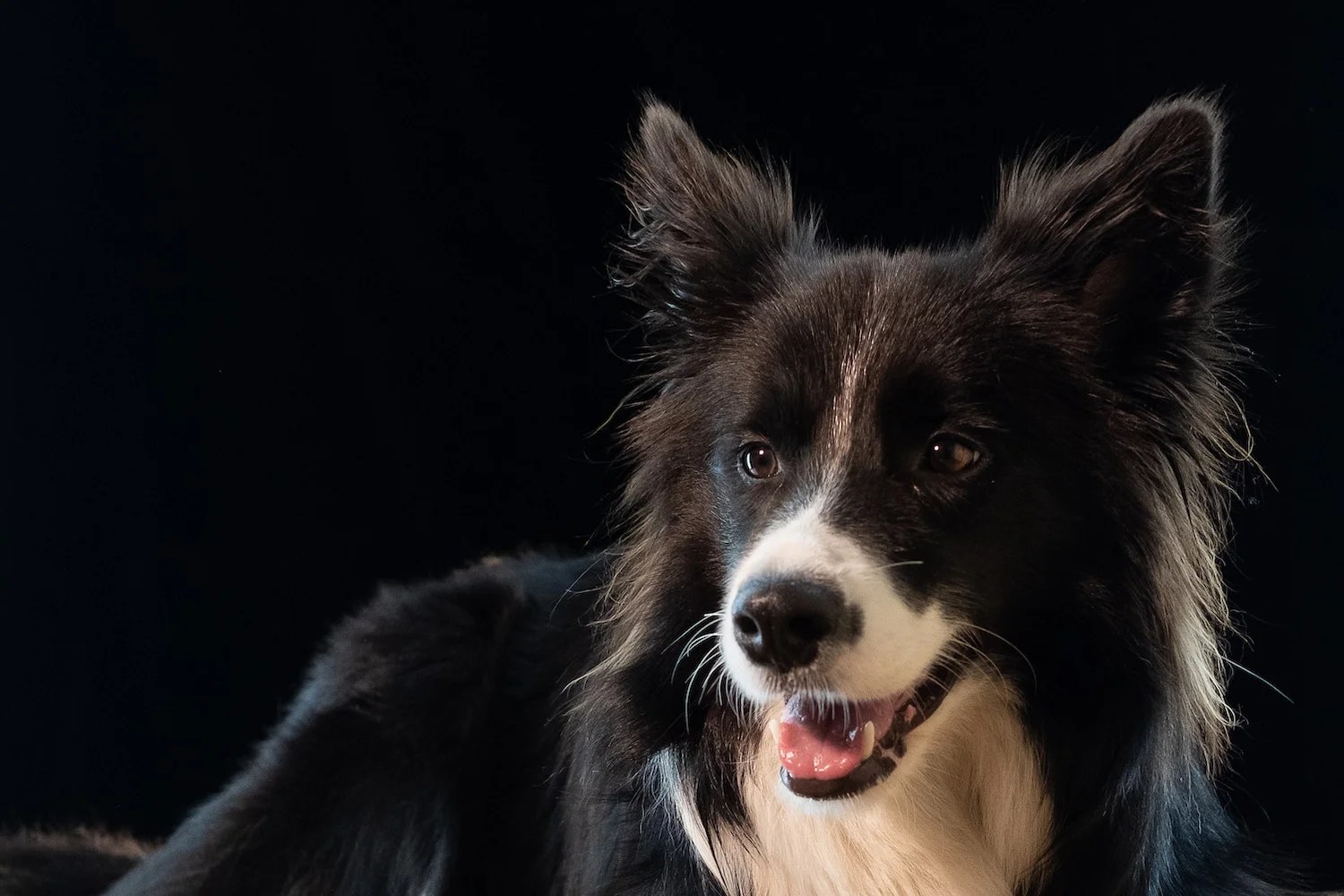 Can Border Collies Be Aggressive? Depend On Dogs