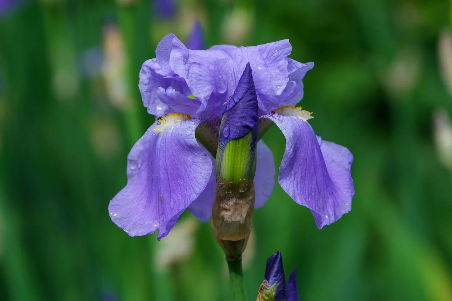 Are Iris Poisonous To Dogs The Facts Depend On Dogs