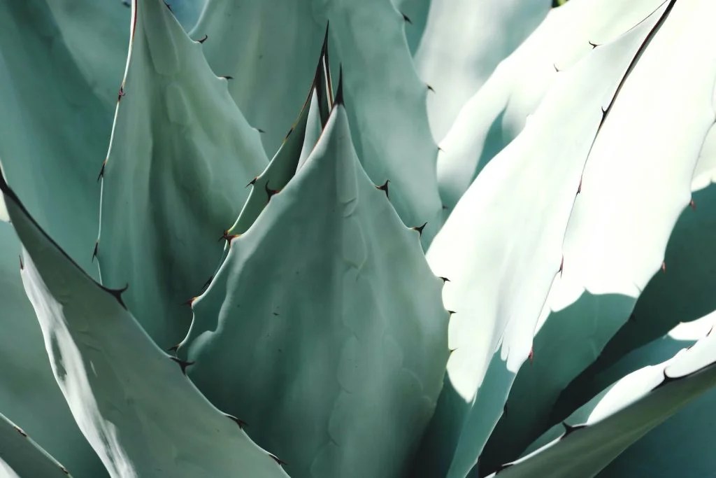 To Sweeten, or Not to Sweeten. Can Dogs Eat Agave? Depend On Dogs