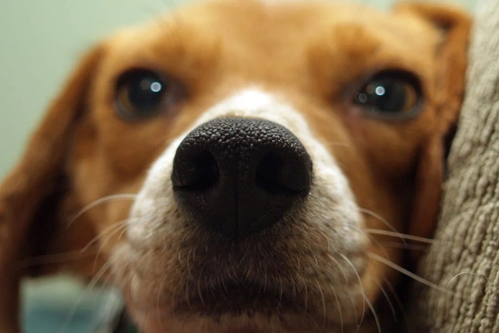 Can Beagles Eat Bananas? A Healthy Treat? Depend On Dogs