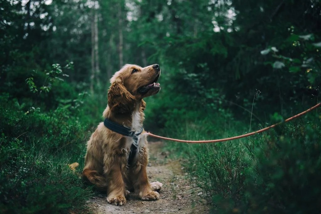 Best Leash For Hiking With Dog The Guide Depend On Dogs