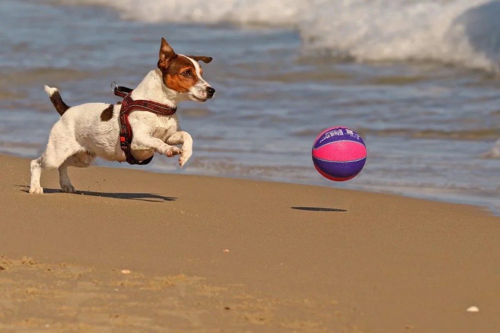 How Fast Can A Jack Russell Run Depend On Dogs