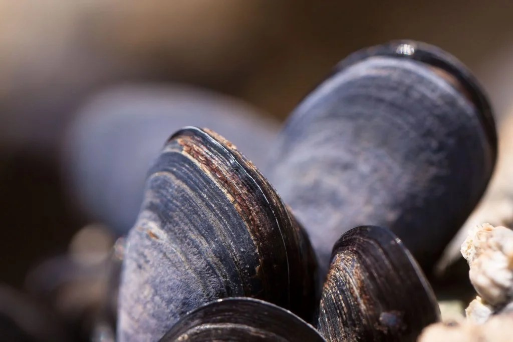 Can Dogs Eat Mussels? A Helpful Supplement? Depend On Dogs