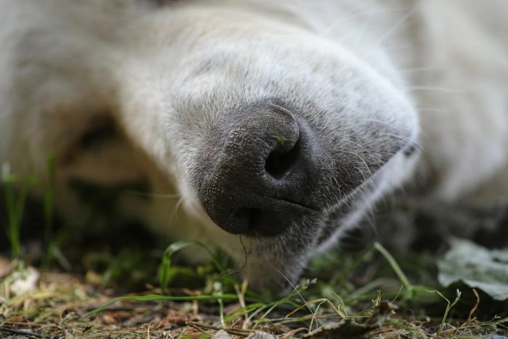 Soothing Snouts Dry Cracked Nose Dog Problem