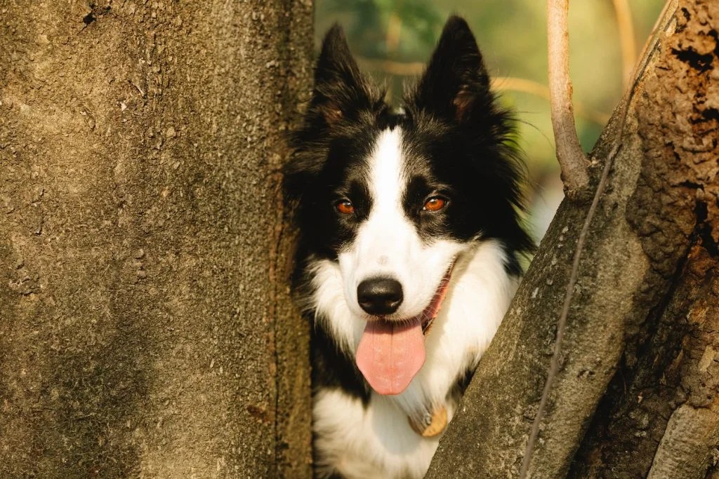 Can Dogs Climb Trees? They Sure Can! Depend On Dogs